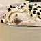 (M) Premium Indoor/Outdoor Dog Bed (Cappuccino)
