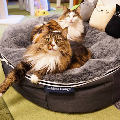 Luxury Indoor/Outdoor Cat Bed