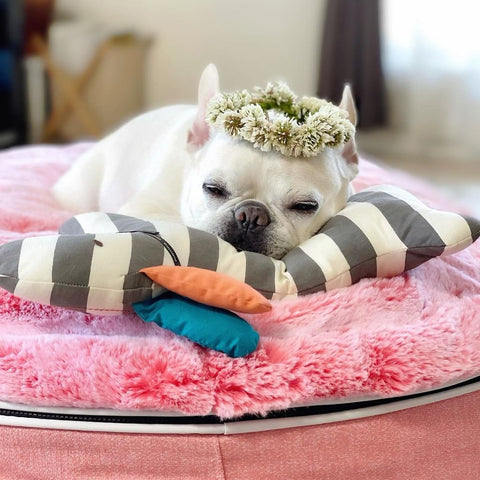 (S) Premium Indoor/Outdoor Dog Bed (Ballerina Pink - ltd. edition)
