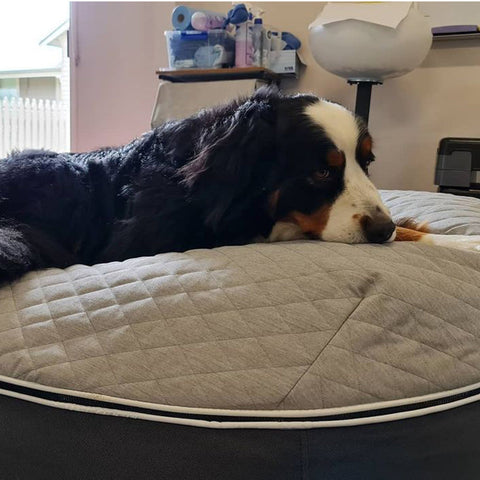 (XXL) Premium ThermoQuilt Dog Bed (grey)