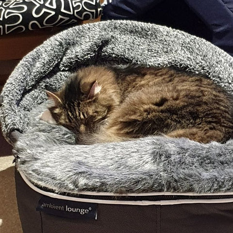 "Hoodie" Convertible Cat Bed