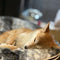 (L) Premium Indoor/Outdoor Dog Bed (Wild Animal)