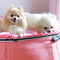 (M) Premium Indoor/Outdoor Dog Bed (Ballerina Pink)