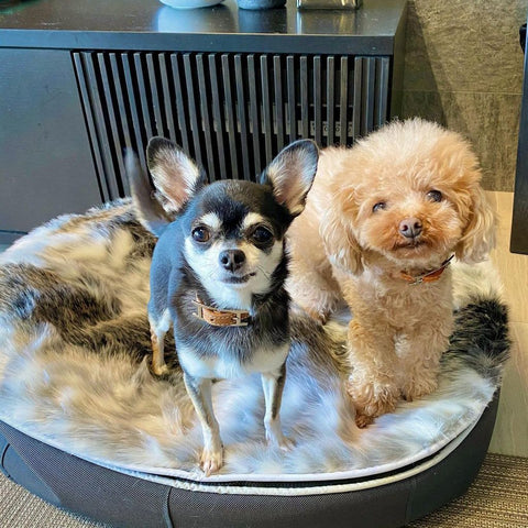 (S) Premium Indoor/Outdoor Dog Bed (Wild Animal)