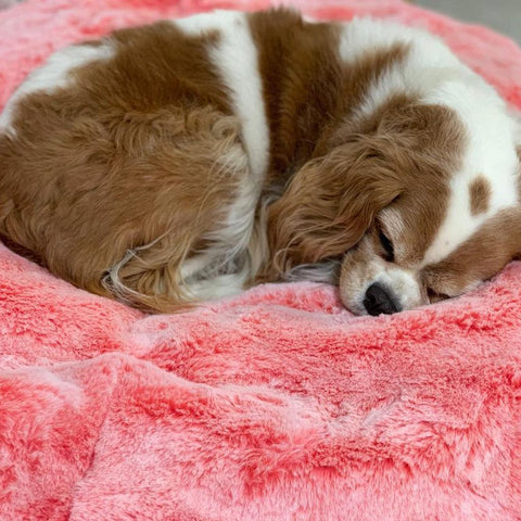 (S) Premium Indoor/Outdoor Dog Bed (Ballerina Pink - ltd. edition)
