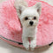 (S) Premium Indoor/Outdoor Dog Bed (Ballerina Pink - ltd. edition)